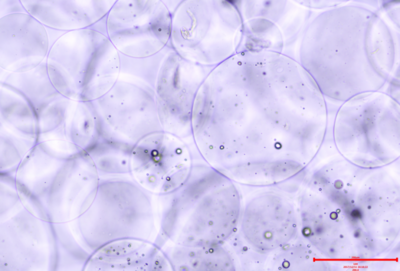 哈克旋轉(zhuǎn)流變儀HAAKE RS6000在海藻酸鈉中表征機械強度粘彈性模量測試